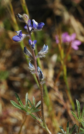 Scraggly Lupine