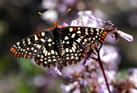 Western Checkerspot Butterfly