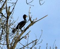 Local Cormorant
