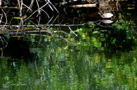 Turtle Pond