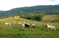 Goats Guarding the Plateau