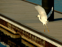 Local Egret Fishing for Shad