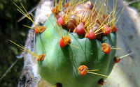 Eureka Street Cactus