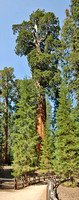 Giant Sequoia Kings Canyon