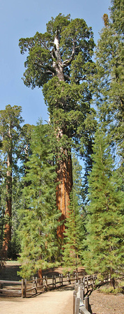 Giant Sequoia Kings Canyon