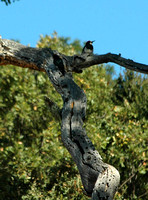 Acorn Woodpeckers Galore