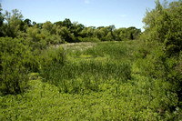 Willow Slough Wetlands