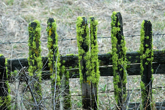 Fence on Hwy 25
