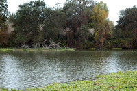 Morrison Creek Water Hyacinth