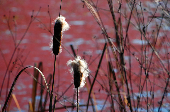 More Cattails