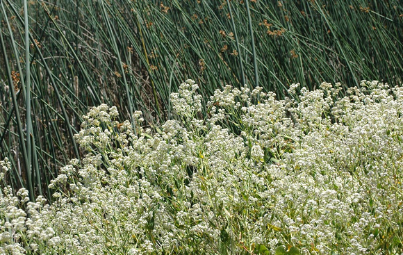 Peppergrass or Pepperweed