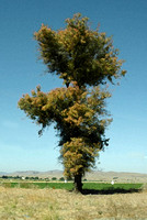 Odd Tree at Hollister Turn Off