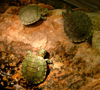Red Cheeked Turtles