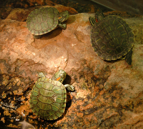 Red Cheeked Turtles