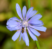 Hover Fly on Chickory