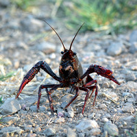 Crawdad or Crayfish