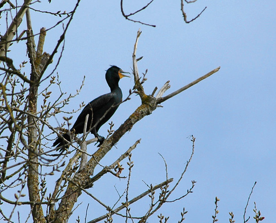 Local Cormorant