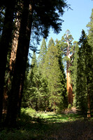General Grant Sequoia