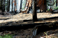 Mule Deer in Burned Area