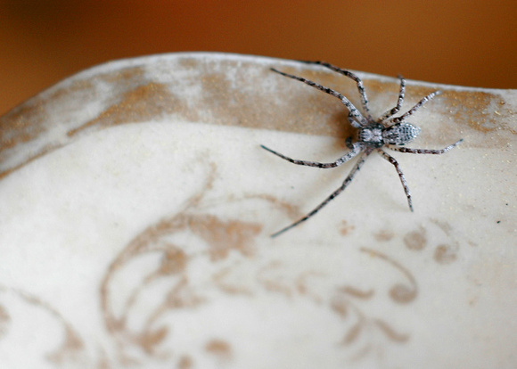Antiques and Spiders