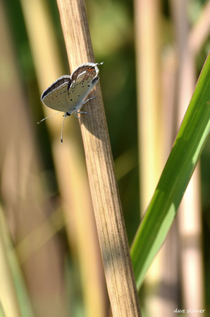 Western Tailed Blue