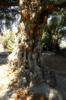 Ancient Olive Tree