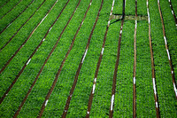 Irrigated Field North of King City