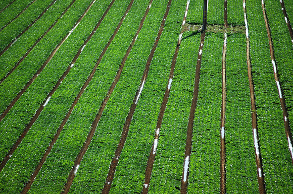 Irrigated Field North of King City