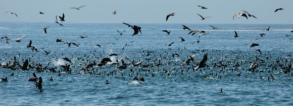 Pelicans and Cormorants and Gulls