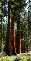 Grant Grove Sequoias