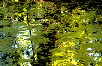 Backwater Reflection