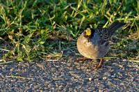 Golden-crowned Sparrow