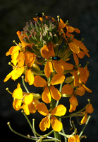 Western Wallflower and Guests