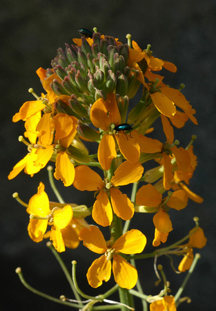 Western Wallflower and Guests