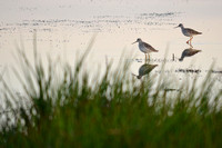 Lesser Yellowlegs