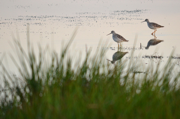 Lesser Yellowlegs