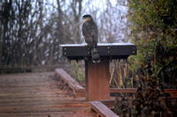 Cooper's Hawk