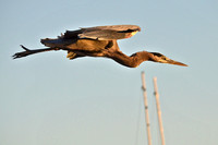 Blue Heron