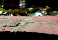 Baby Lizard on Fountain