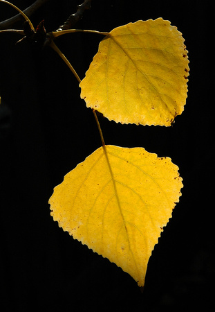 Yellow November