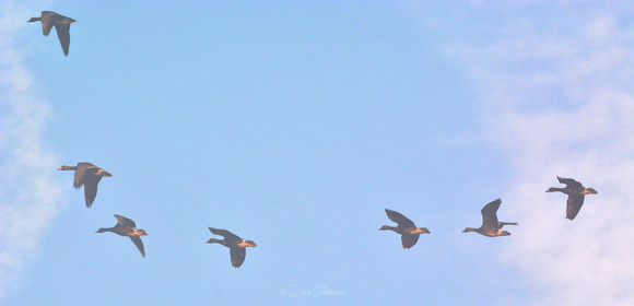 White-fronted Geese