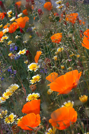 Yes, Poppies!