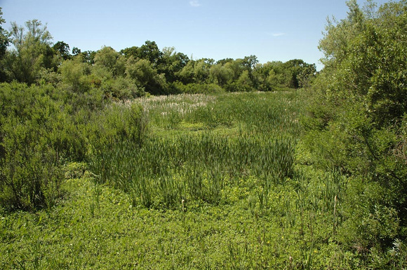 Willow Slough Wetlands
