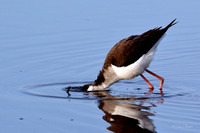 Black-necked Stilt