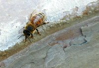 Bee Trough