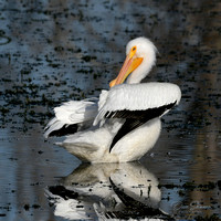 Lodi Lake Pelicans
