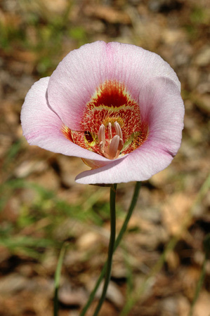 Pink Mariposa Lily