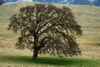 Ye Olde Oak Tree