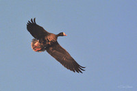 White-fronted Goose