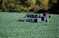 Laborers North of King City